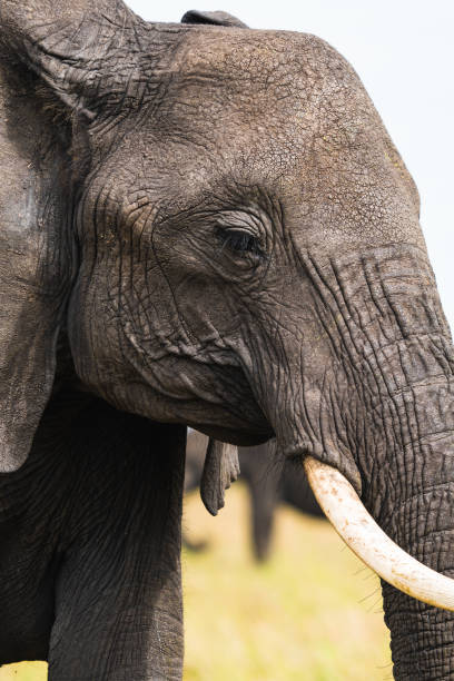 istock Vertical shot of an elephant in Kenya 1454337263