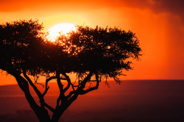 istock Tree's silhouette in a field during a scenic sunset in Kenya 1454337270