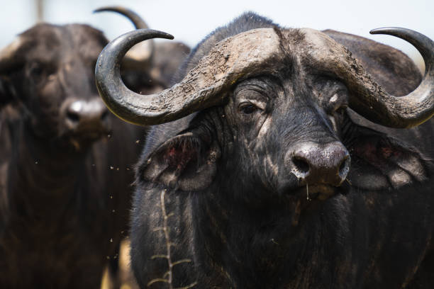 istock African buffalo in Kenya 1454337284