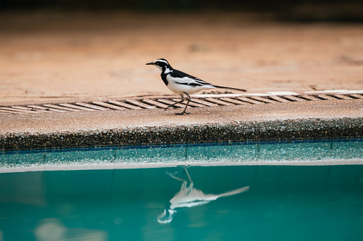 A wagtail with its reflection in the pool in Kenya