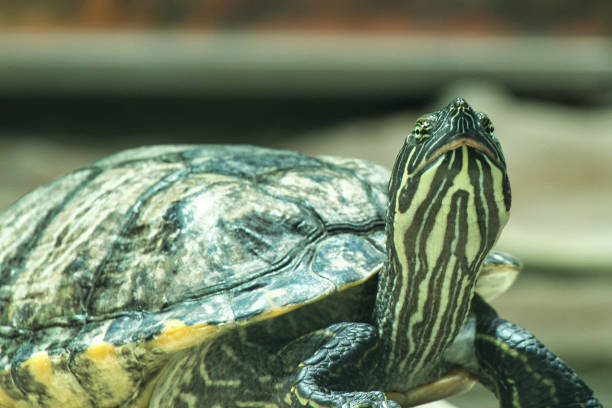 istock Closeup shot of a pond slider on blurred background 1454337431