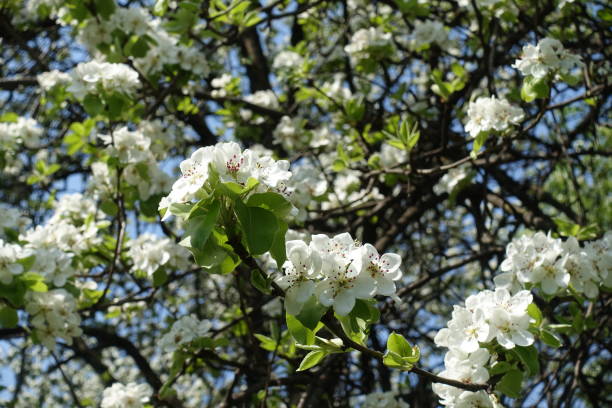 istock Multitude of white flowers of pear tree in mid April 1454337548