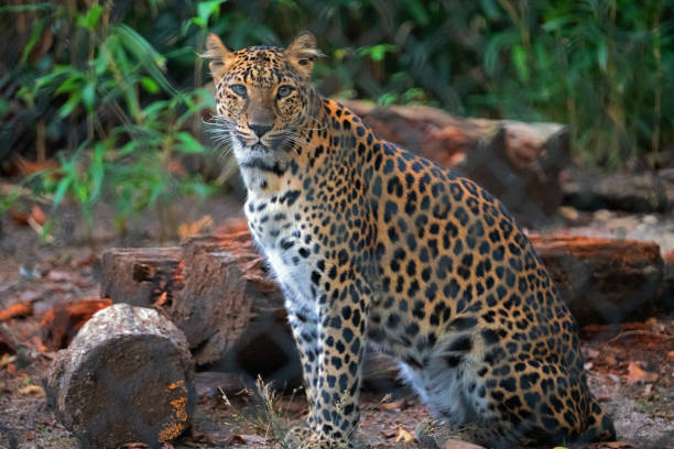 istock African leopard sitting near tree logs in the wilderness 1454337554