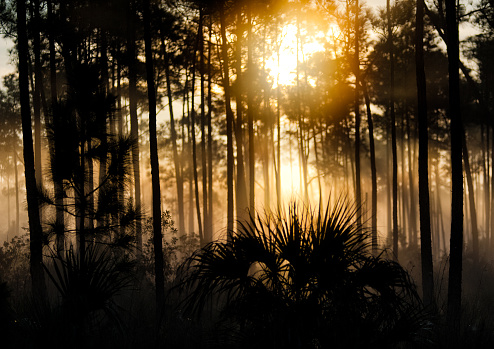 A beautiful sunset scenery in Everglades National Park, Florida