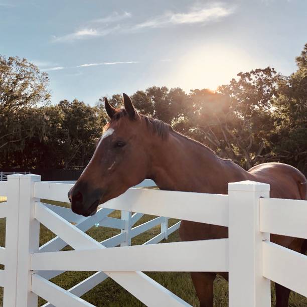 istock Brown horse behind the white fence 1454338030