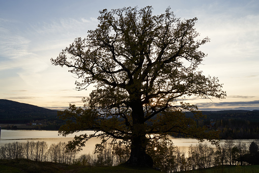 An oak tree close to the lake Kroderen, Norway at sunset