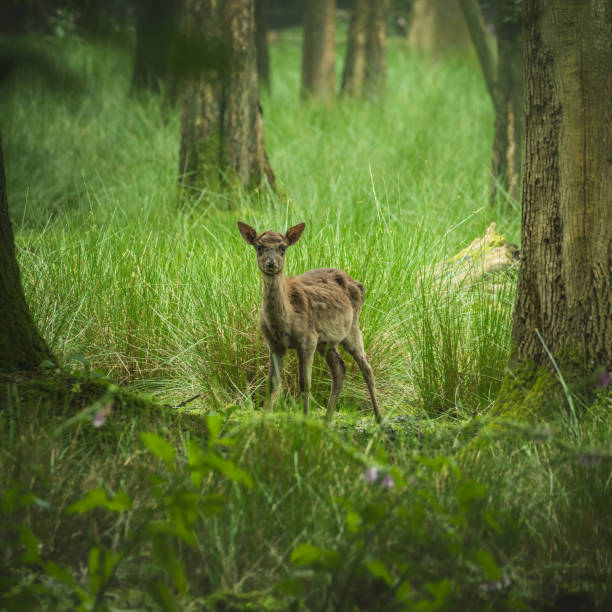 istock Young deer in a green forest 1454338131