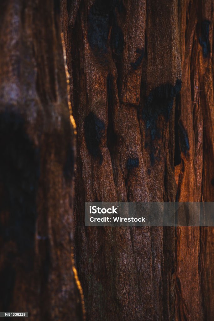 Vertical close-up shot of a bark of a Sequoia Tree in Sequoia National Park, California A vertical close-up shot of a bark of a Sequoia Tree in Sequoia National Park, California Sequoia Tree Stock Photo