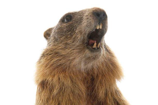 A stuffed marmot with an open mouth isolated on white background