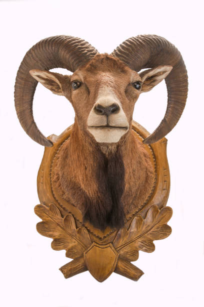 istock Stuffed mouflon on a decorated wooden plate isolated on the white background 1454338251