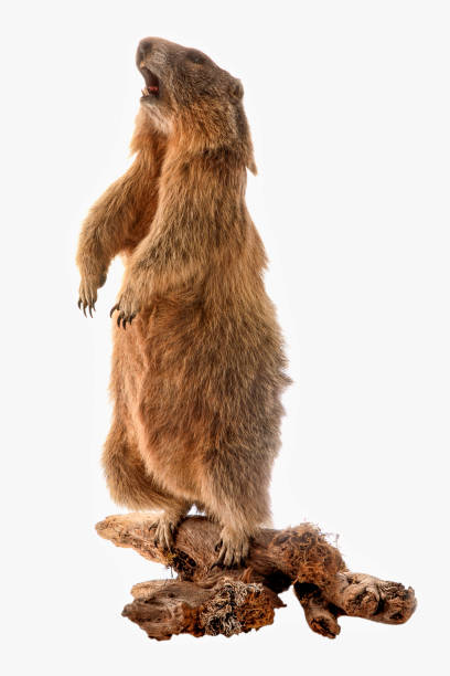 istock Stuffed marmot with an open mouth isolated on white background 1454338252
