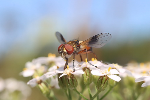 A closeup shot of a fly sitting on a flower and collecting nectar