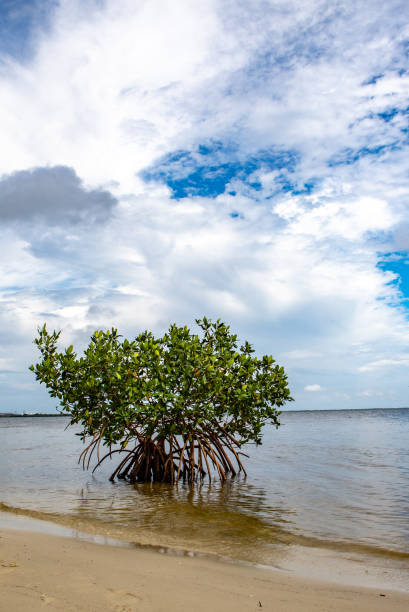 istock Single mangrove tree grows on the beach in Florida, USA 1454338408
