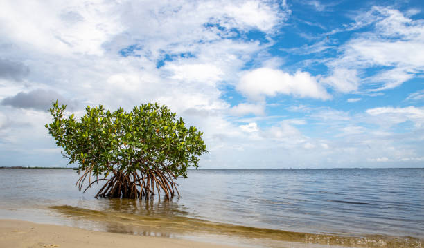 istock Single mangrove tree grows on the beach in Florida, USA 1454338409