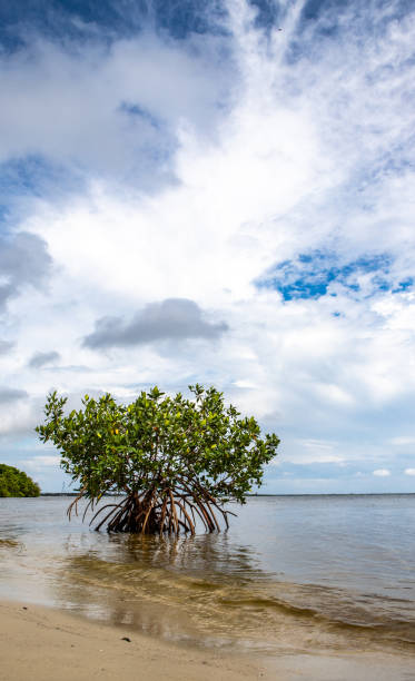 istock Single mangrove tree grows on the beach in Florida, USA 1454338410