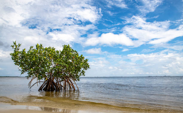istock Single mangrove tree grows on the beach in Florida, USA 1454338428