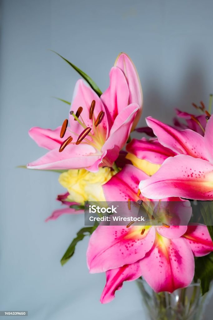 Foto de Closeup Vertical De Flores Corderosa De Madonna Lily Em Um Vaso e  mais fotos de stock de Açucena - iStock