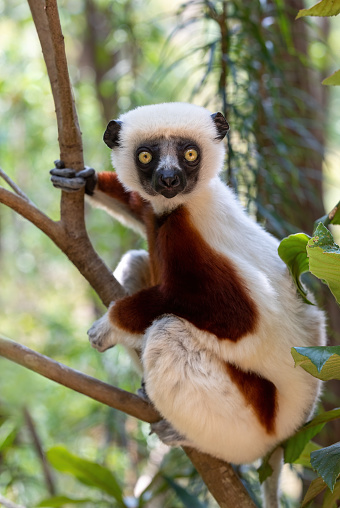 Beautiful Coquerel's sifaka lemur, (Propithecus coquereli). Endangered endemic animal sitting on tree trunk in natural habitat. Reserve Peyrieras Madagascar Exotic, Madagascar wildlife animal.