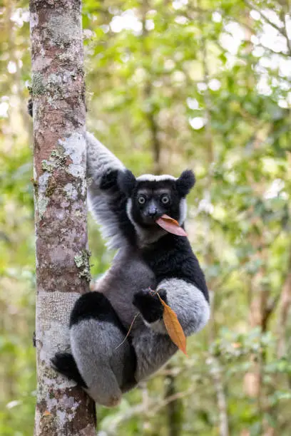 Largest living lemur Indri, (Indri Indri), called the babakoto, Endangered endemic animal on tree and feeding . Andasibe-Mantadia National Park - Analamazaotra, Madagascar wildlife animal.