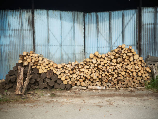 Stack of mangrove woods. It is used for charcoal making. stock photo