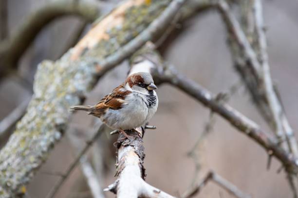 istock House Sparrow sitting on branch against blur background 1454341028