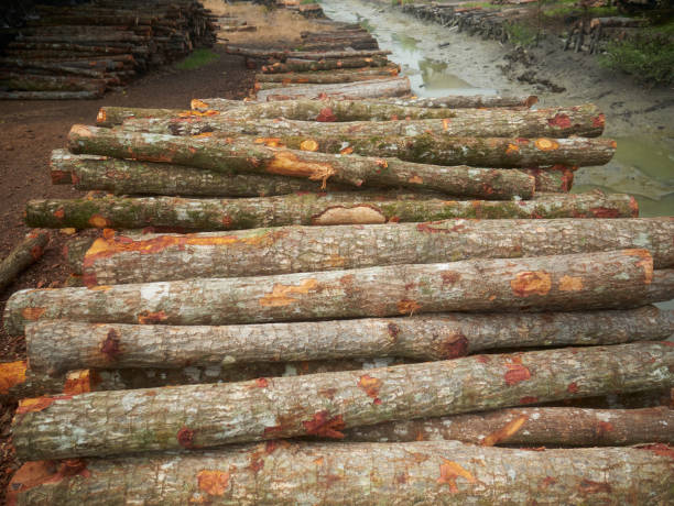 Stack of mangrove woods. It is used for charcoal making. stock photo