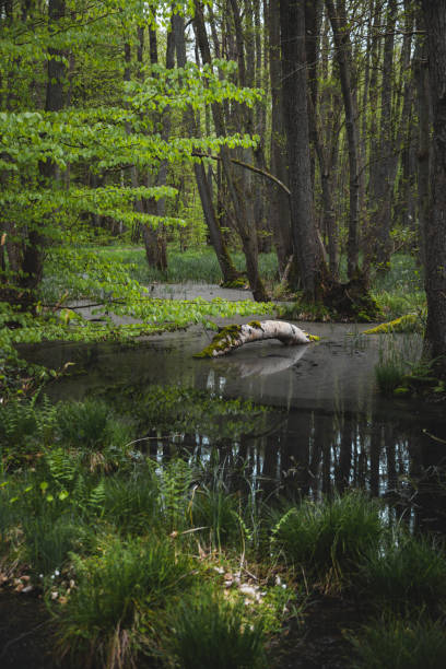 istock Vertical shot of a tree log fallen in the swamp 1454341049