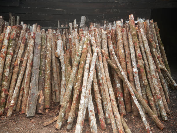 Stack of mangrove woods. It is used for charcoal making. stock photo