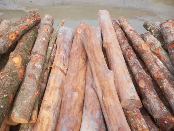 Stack of mangrove woods. It is used for charcoal making. stock photo