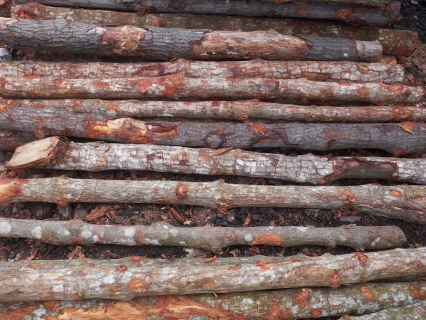 Stack of mangrove woods. It is used for charcoal making. stock photo