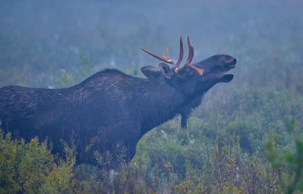 istock Moose standing in the field in a fog 1454341110