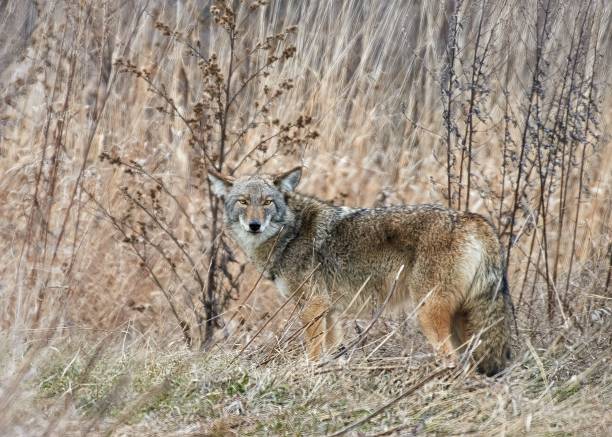 istock Eastern Wolf spotted in the jungle looking at the camera 1454341116