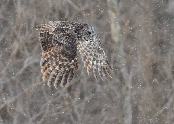 istock Great Gray Owl in flight in a snowy rain 1454341120