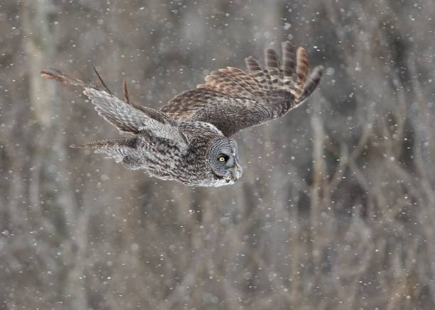 istock Great Gray Owl in flight in a snowy rain 1454341123