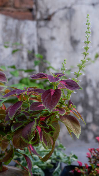 istock Beautiful Miyana Flowers from Indonesian 1454341155