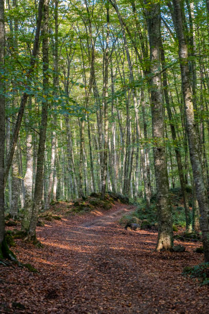 istock Closeup of a road in a forest 1454341225