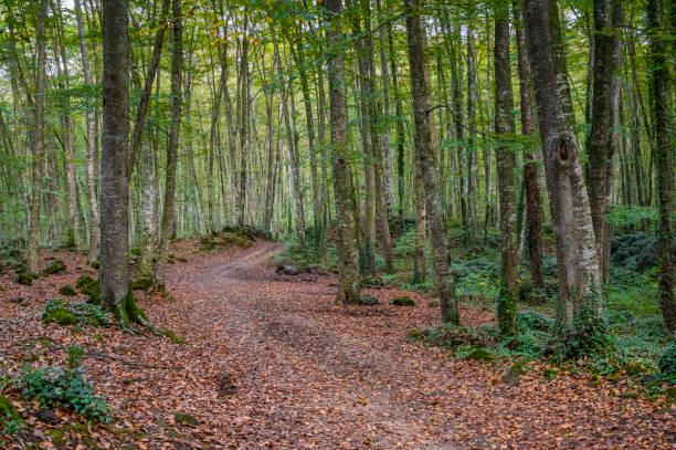 istock Closeup of a road in a forest 1454341228