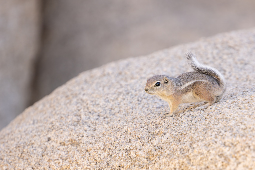 A cute small chipmunk on rocks at Joshua tree, CA
