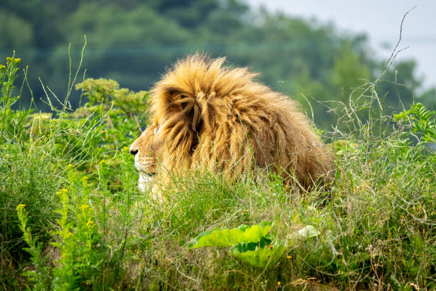 Closeup shot of a lion in the nature A closeup shot of a lion in the nature chow chow lion stock pictures, royalty-free photos & images