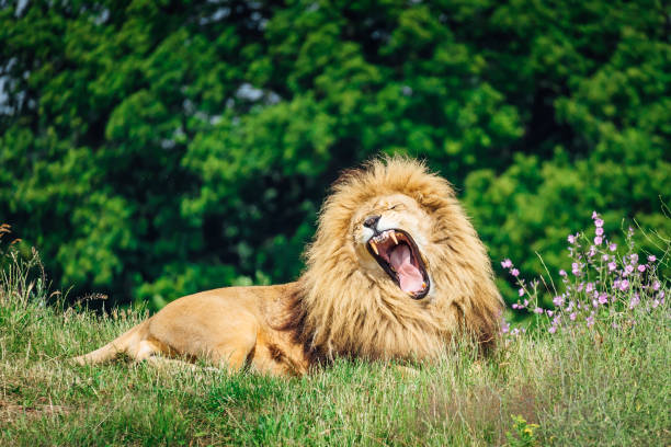 Big lion yawning lying on the grass A big lion yawning lying on the grass chow chow lion stock pictures, royalty-free photos & images