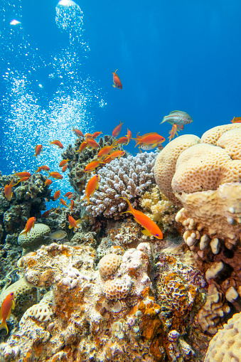 Colorful, picturesque coral reef at bottom of tropical sea, hard corals with Anthias fishes, air bubbles in the water, underwater landscape