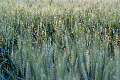 Close up of green wheat growing in a farm field