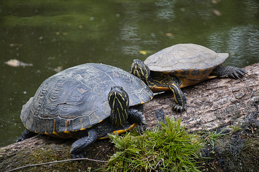 A closeup shot of two red-eared sliders on a tree trunk