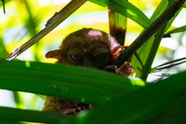 istock Closeup shot of a monkey on a tree in a forest during the day 1454342992