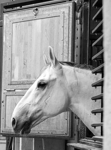 A grayscale of a beautiful white horse in profile
