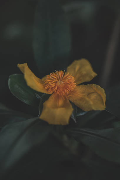 istock Vertical shot of a buttercup 1454343484
