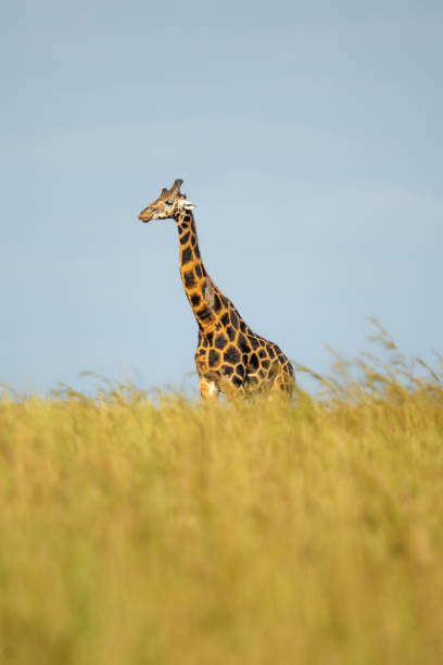 istock Vertical shot of a beautiful giraffe in nature 1454343498