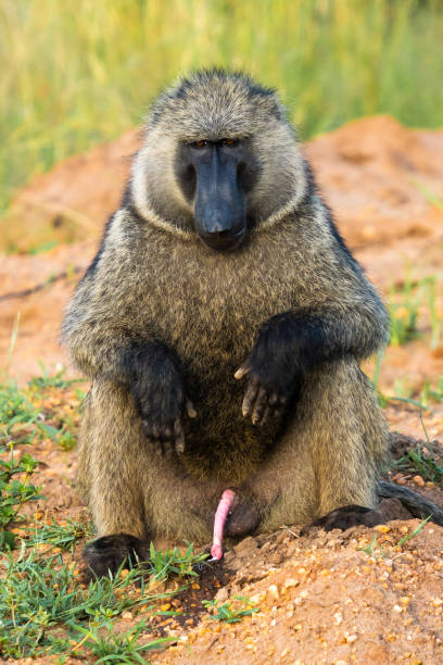 istock Vertical portrait of a baboon sitting in nature 1454343513