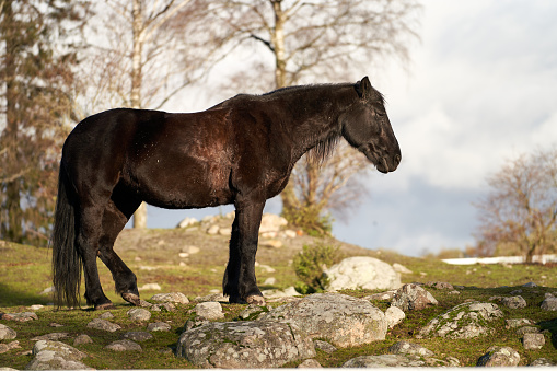 A beautiful Lonely horse standing on stones at Ekeberg, Norway