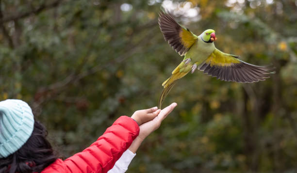 istock Shallow focus of a green Newton's parakeet parrot 1454343592